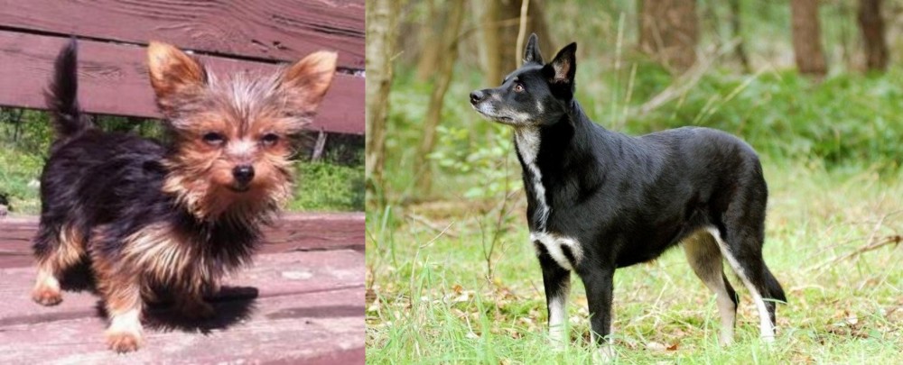 Lapponian Herder vs Chorkie - Breed Comparison