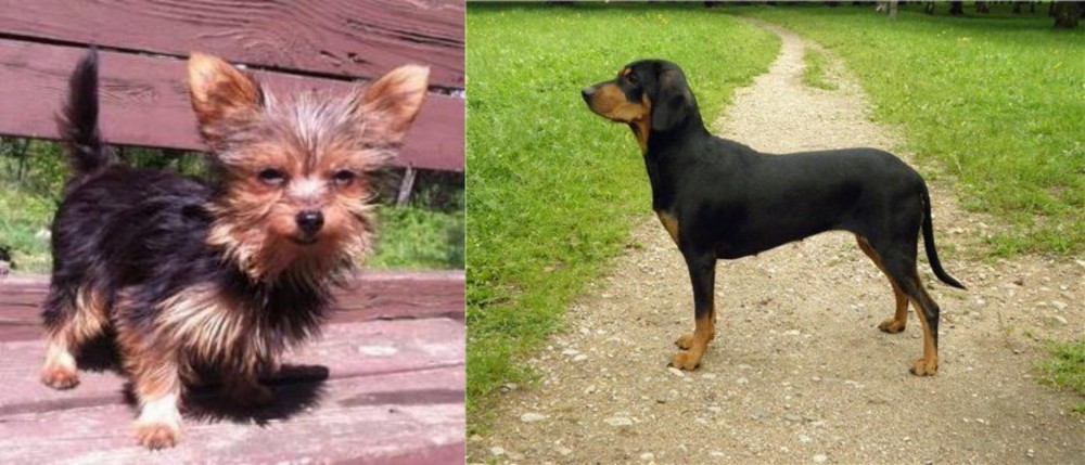 Latvian Hound vs Chorkie - Breed Comparison
