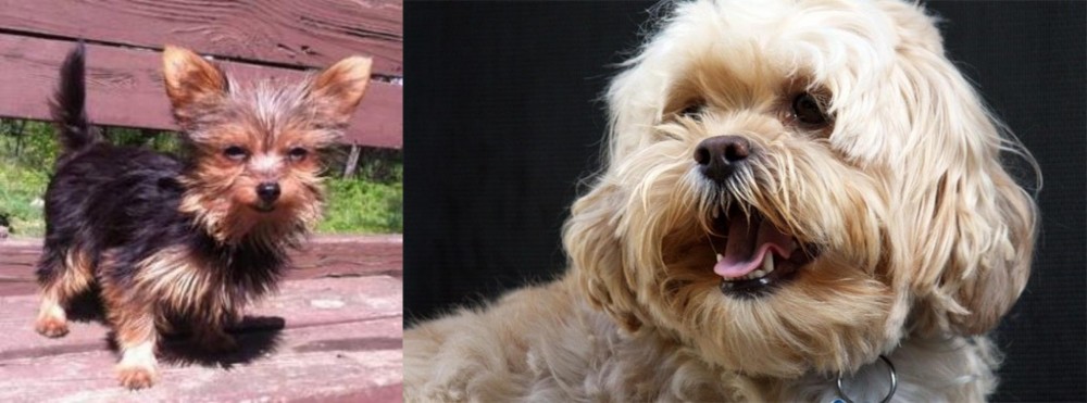 Lhasapoo vs Chorkie - Breed Comparison
