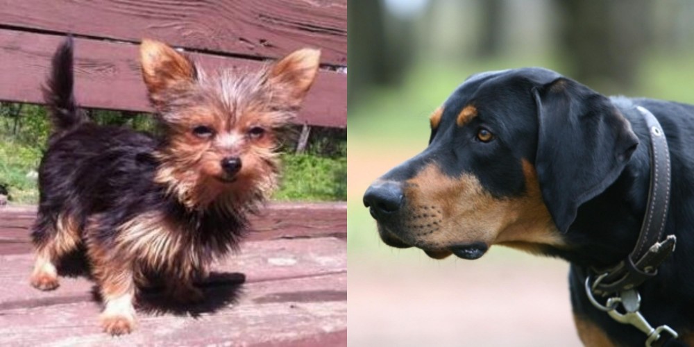 Lithuanian Hound vs Chorkie - Breed Comparison