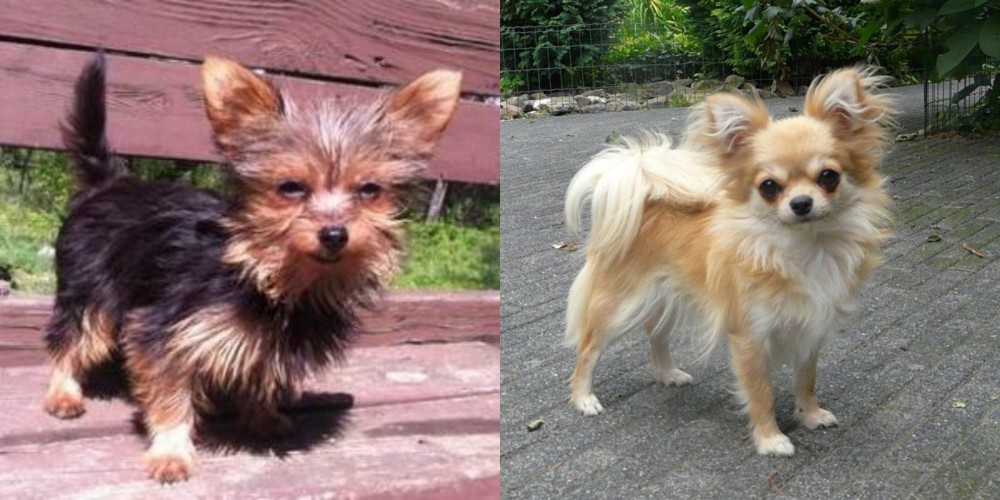Long Haired Chihuahua vs Chorkie - Breed Comparison