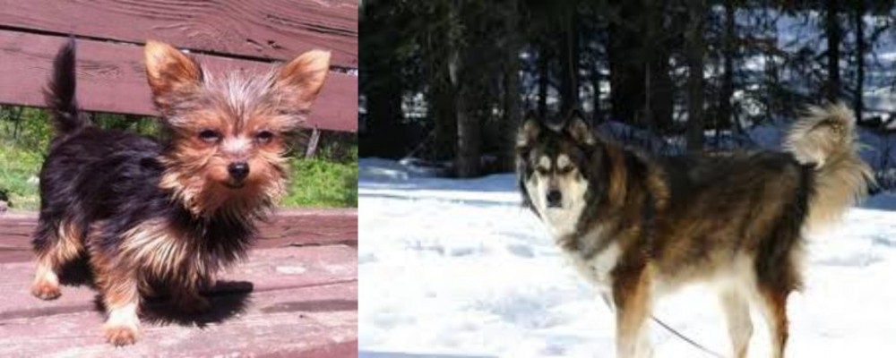 Mackenzie River Husky vs Chorkie - Breed Comparison
