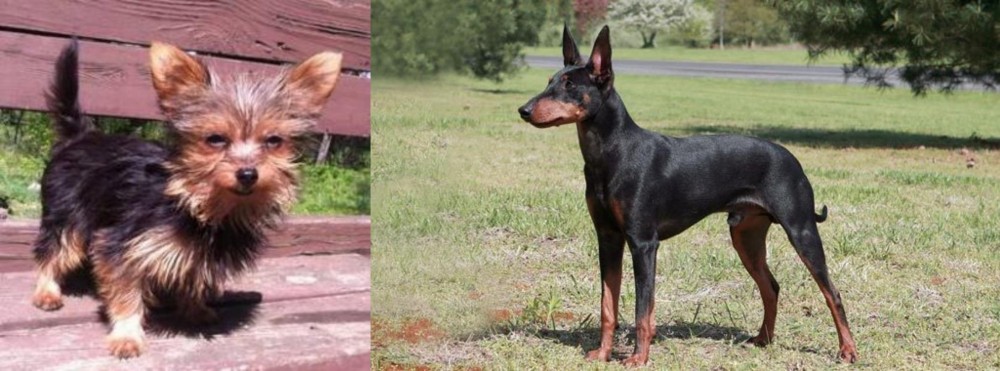 Manchester Terrier vs Chorkie - Breed Comparison