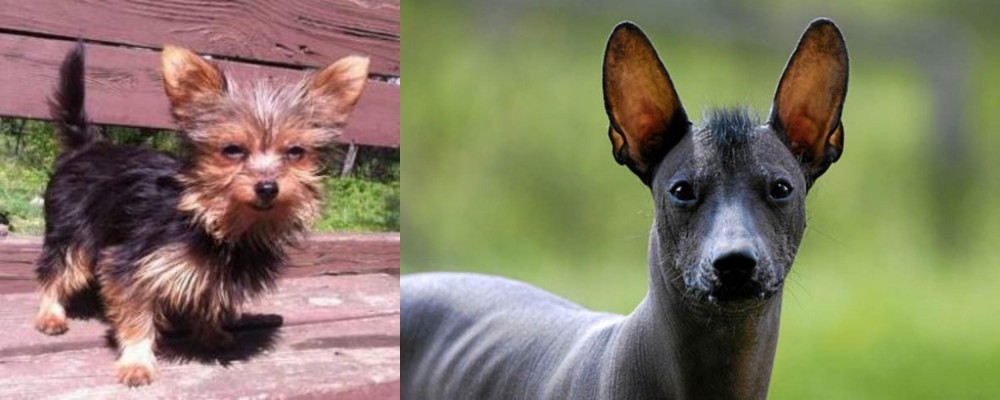 Mexican Hairless vs Chorkie - Breed Comparison