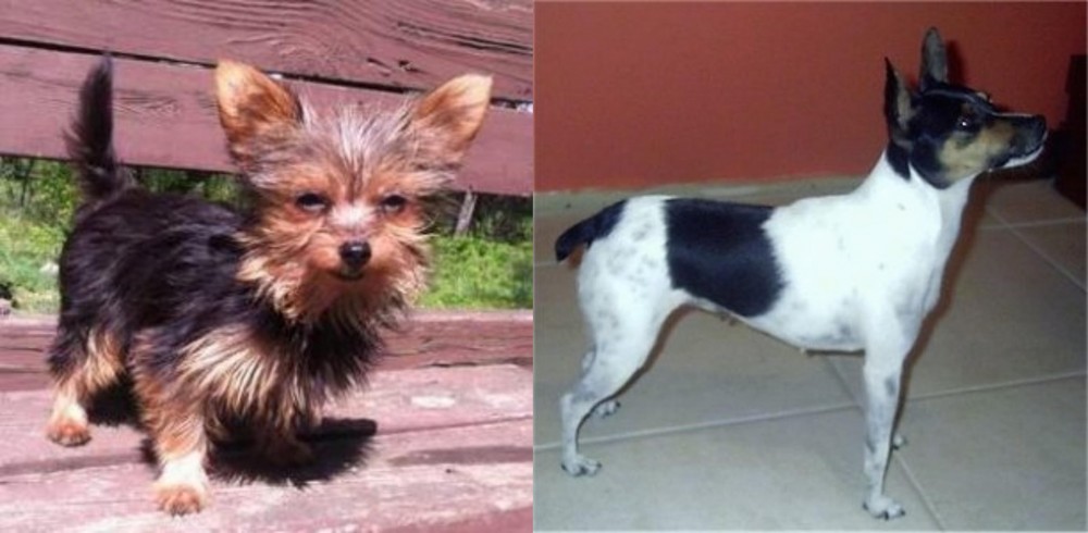 Miniature Fox Terrier vs Chorkie - Breed Comparison