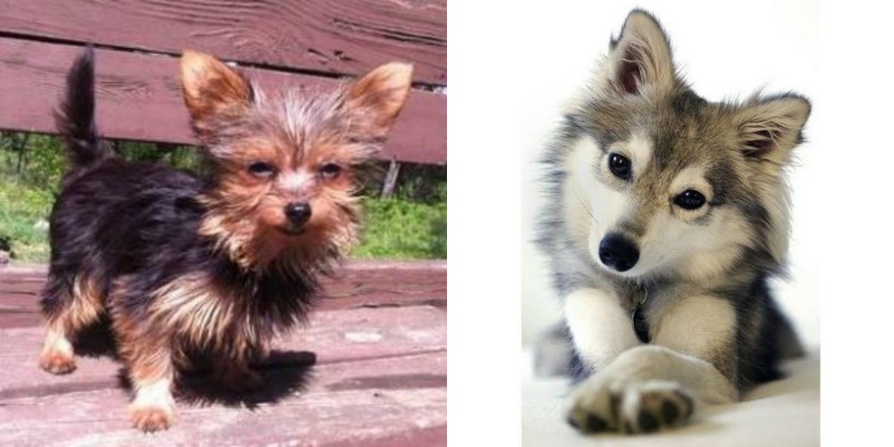 Miniature Siberian Husky vs Chorkie - Breed Comparison