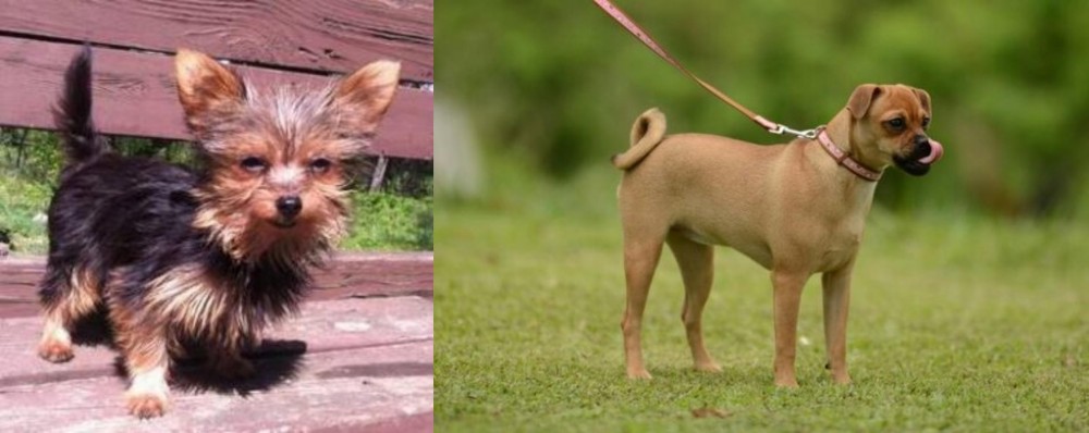 Muggin vs Chorkie - Breed Comparison