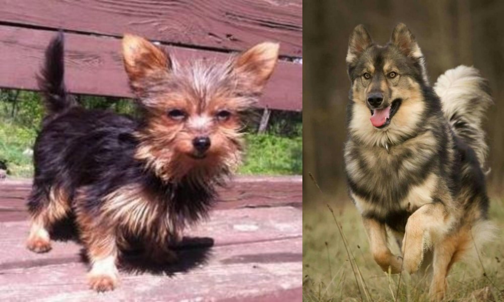 Native American Indian Dog vs Chorkie - Breed Comparison