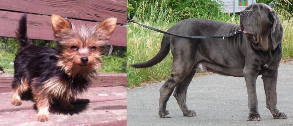 Neapolitan Mastiff vs Chorkie - Breed Comparison