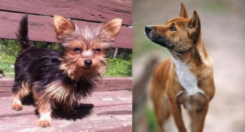 New Guinea Singing Dog vs Chorkie - Breed Comparison