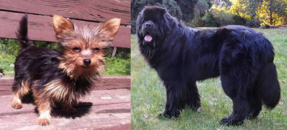 Newfoundland Dog vs Chorkie - Breed Comparison