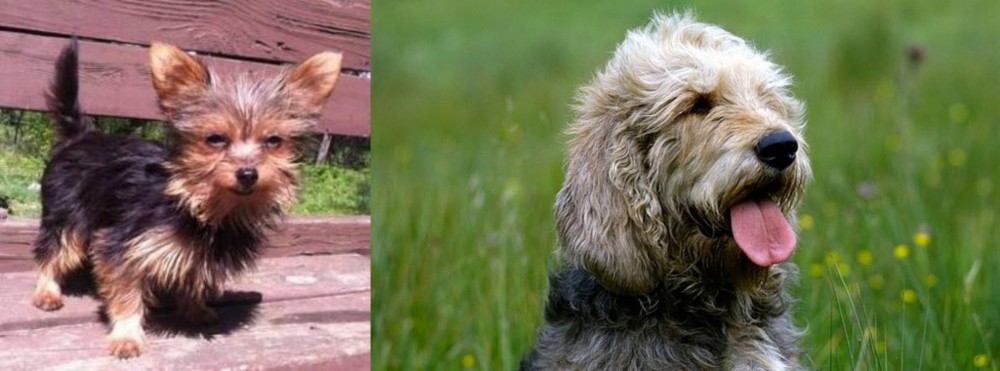 Otterhound vs Chorkie - Breed Comparison