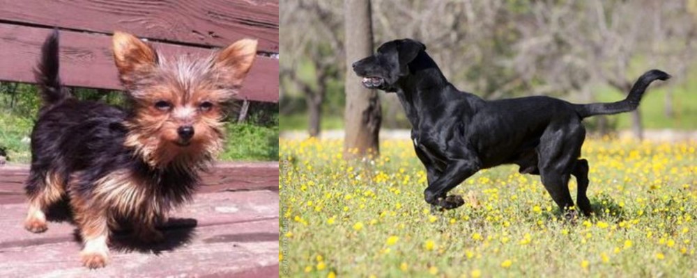 Perro de Pastor Mallorquin vs Chorkie - Breed Comparison
