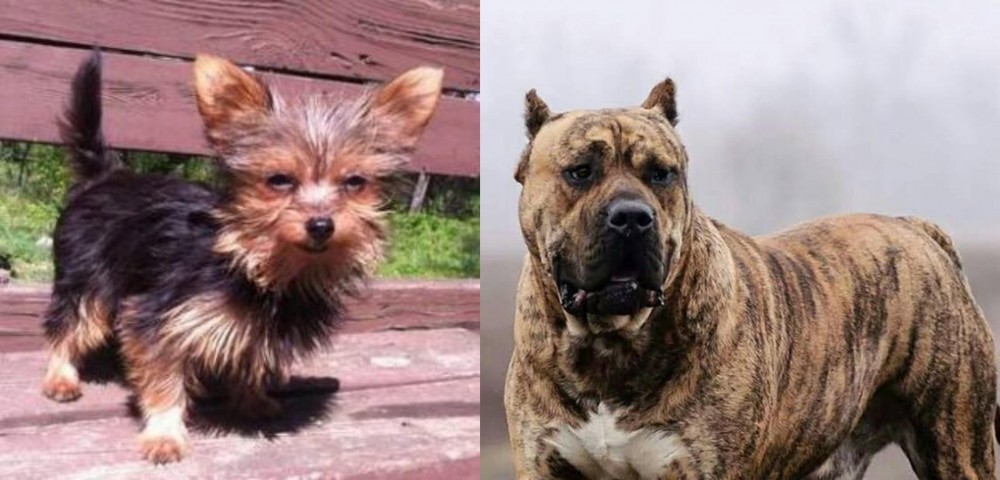 Perro de Presa Canario vs Chorkie - Breed Comparison