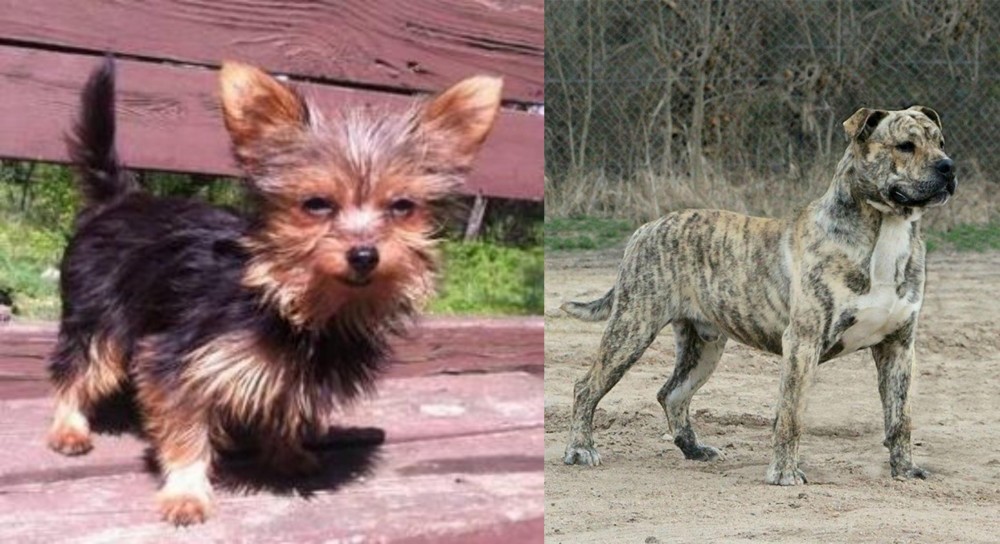 Perro de Presa Mallorquin vs Chorkie - Breed Comparison
