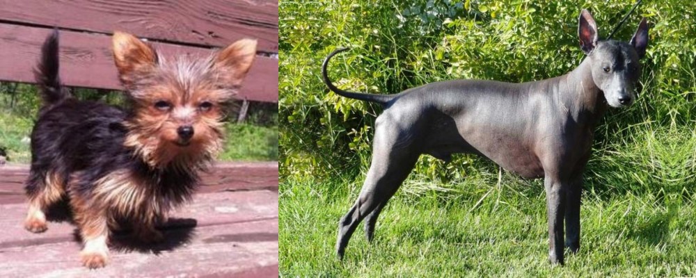 Peruvian Hairless vs Chorkie - Breed Comparison