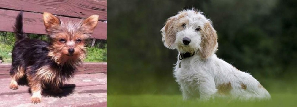 Petit Basset Griffon Vendeen vs Chorkie - Breed Comparison
