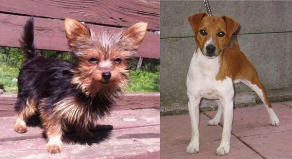 Plummer Terrier vs Chorkie - Breed Comparison