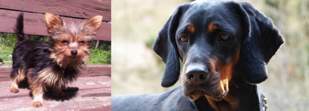 Polish Hunting Dog vs Chorkie - Breed Comparison