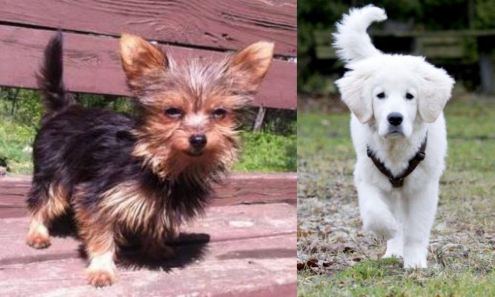 Polish Tatra Sheepdog vs Chorkie - Breed Comparison