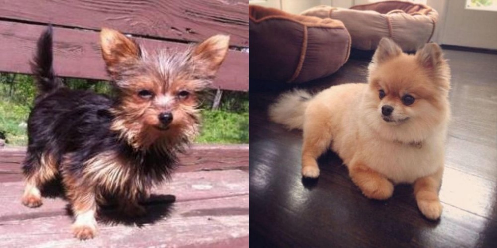 Pomeranian vs Chorkie - Breed Comparison