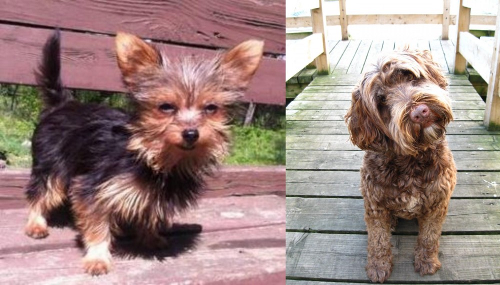 Portuguese Water Dog vs Chorkie - Breed Comparison