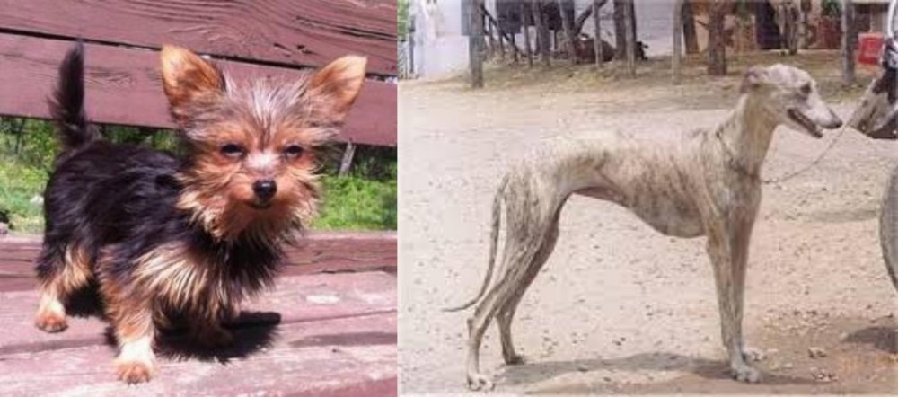 Rampur Greyhound vs Chorkie - Breed Comparison