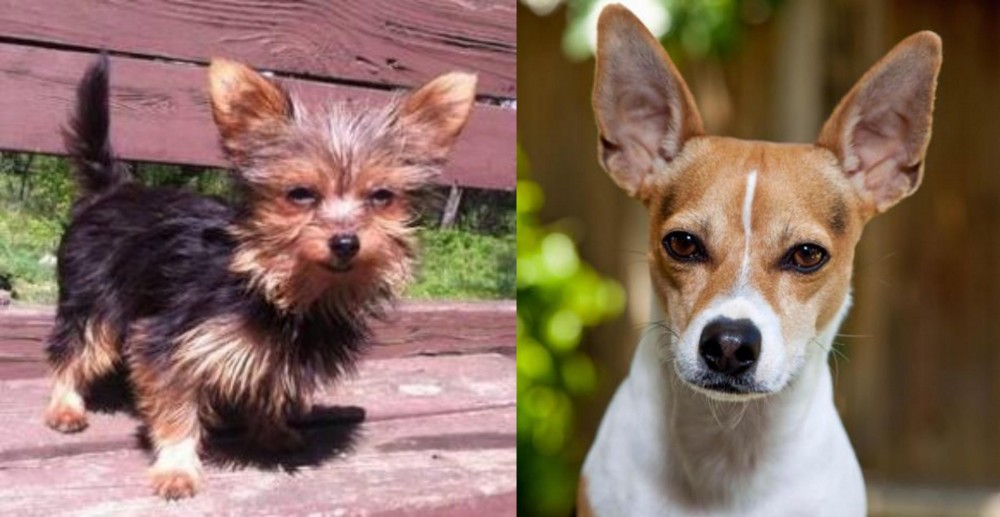 Rat Terrier vs Chorkie - Breed Comparison