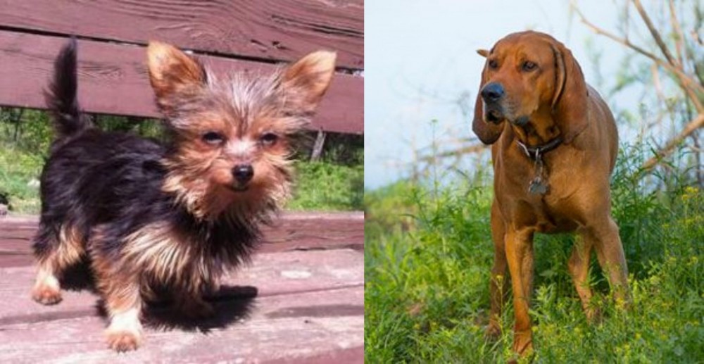 Redbone Coonhound vs Chorkie - Breed Comparison