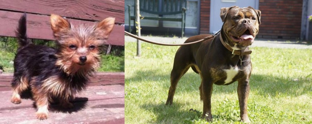 Renascence Bulldogge vs Chorkie - Breed Comparison
