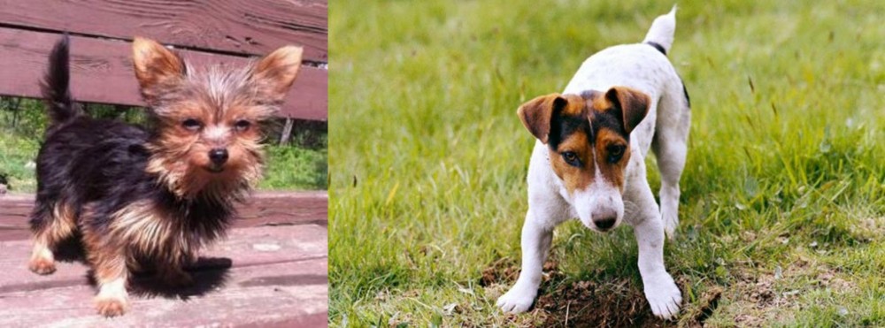 Russell Terrier vs Chorkie - Breed Comparison