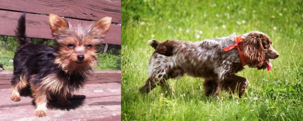 Russian Spaniel vs Chorkie - Breed Comparison