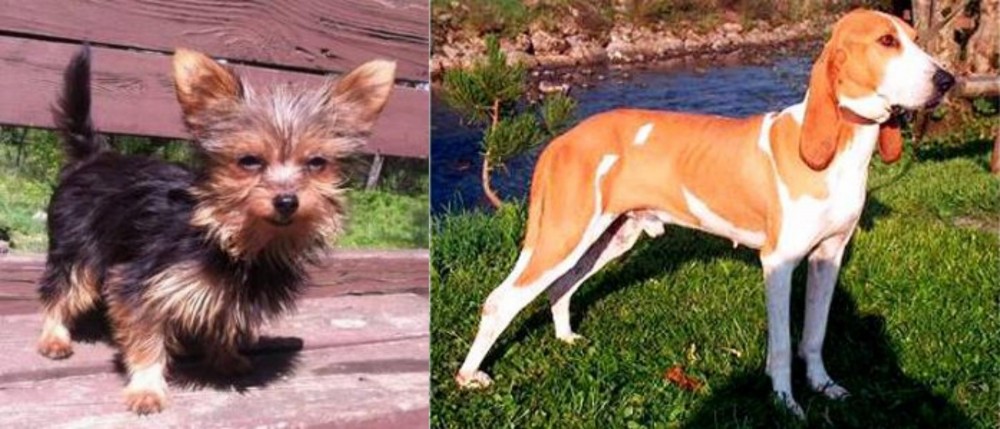 Schweizer Laufhund vs Chorkie - Breed Comparison