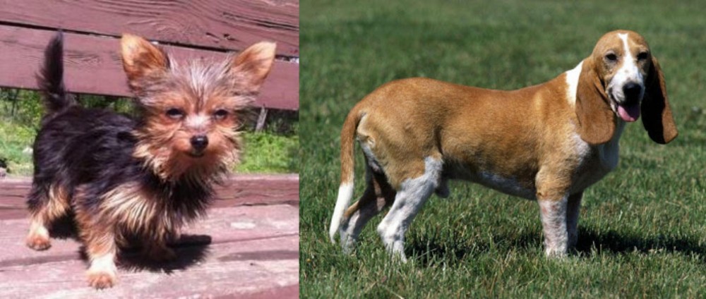Schweizer Niederlaufhund vs Chorkie - Breed Comparison