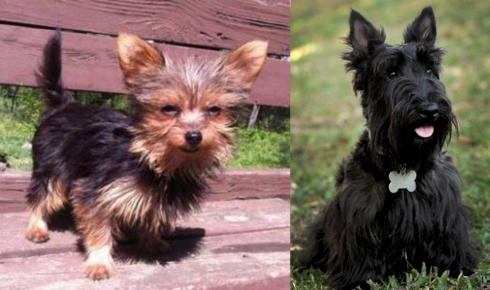 Scoland Terrier vs Chorkie - Breed Comparison