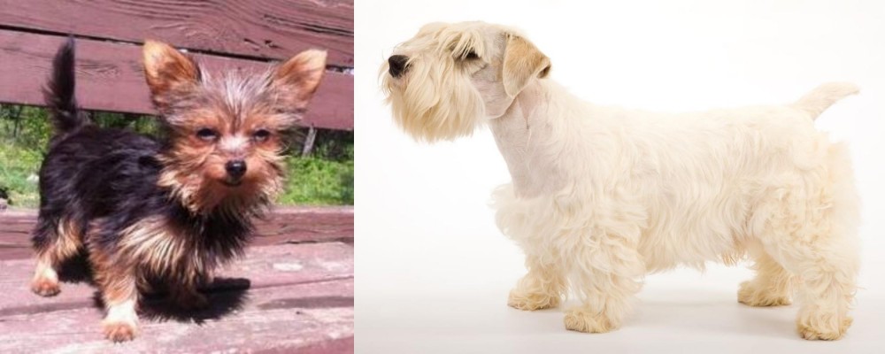 Sealyham Terrier vs Chorkie - Breed Comparison