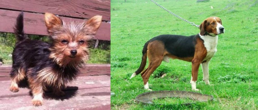 Serbian Tricolour Hound vs Chorkie - Breed Comparison