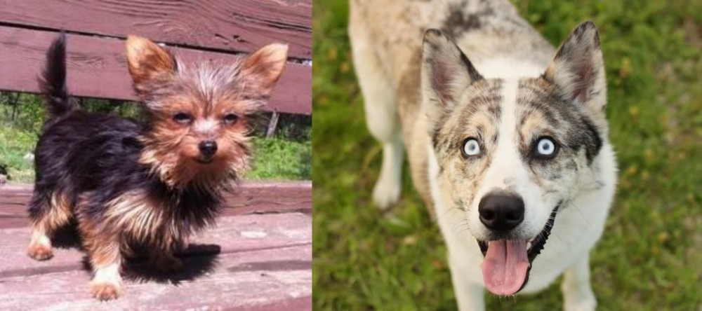 Shepherd Husky vs Chorkie - Breed Comparison