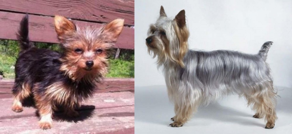 Silky Terrier vs Chorkie - Breed Comparison