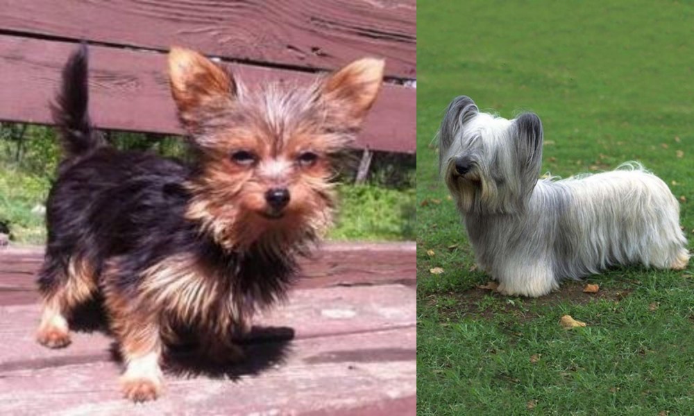 Skye Terrier vs Chorkie - Breed Comparison