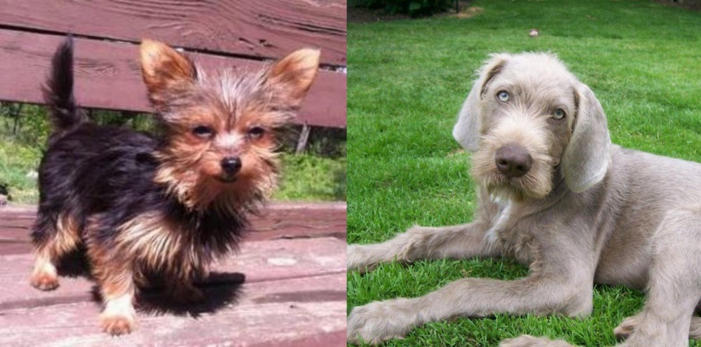 Slovakian Rough Haired Pointer vs Chorkie - Breed Comparison