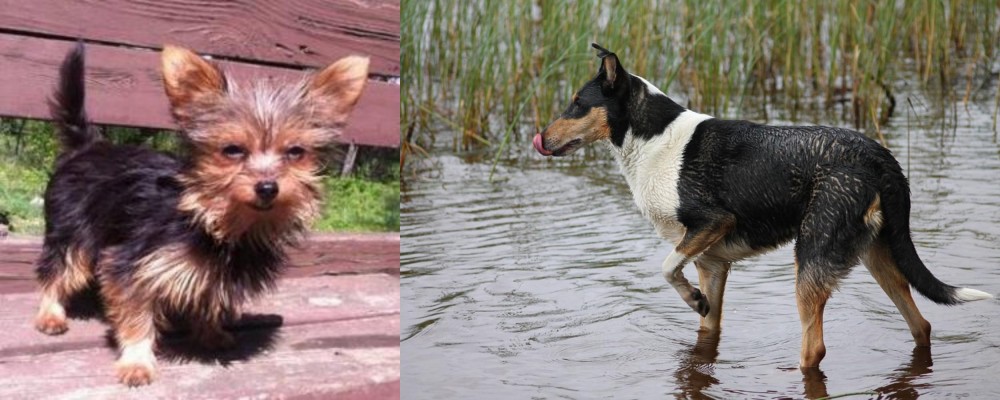 Smooth Collie vs Chorkie - Breed Comparison