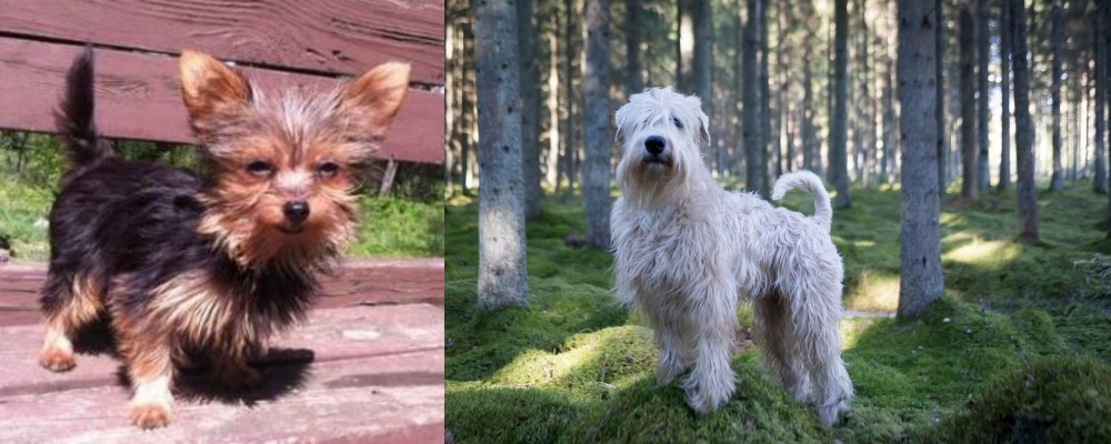 Soft-Coated Wheaten Terrier vs Chorkie - Breed Comparison