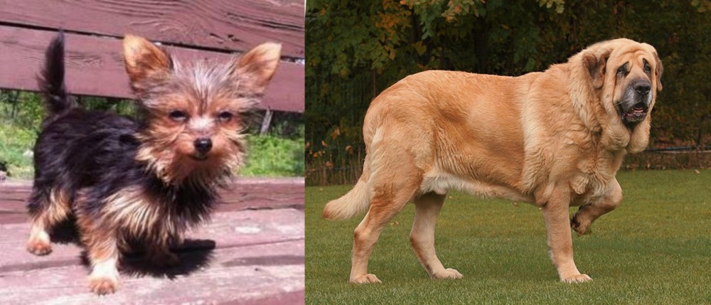 Spanish Mastiff vs Chorkie - Breed Comparison