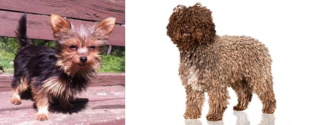 Spanish Water Dog vs Chorkie - Breed Comparison