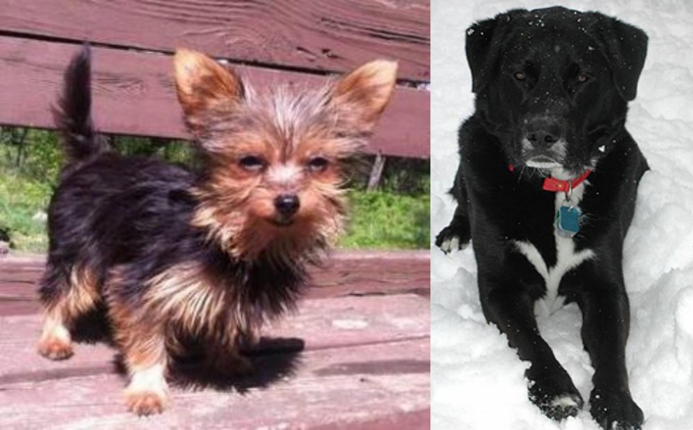 St. John's Water Dog vs Chorkie - Breed Comparison