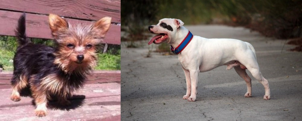 Staffordshire Bull Terrier vs Chorkie - Breed Comparison
