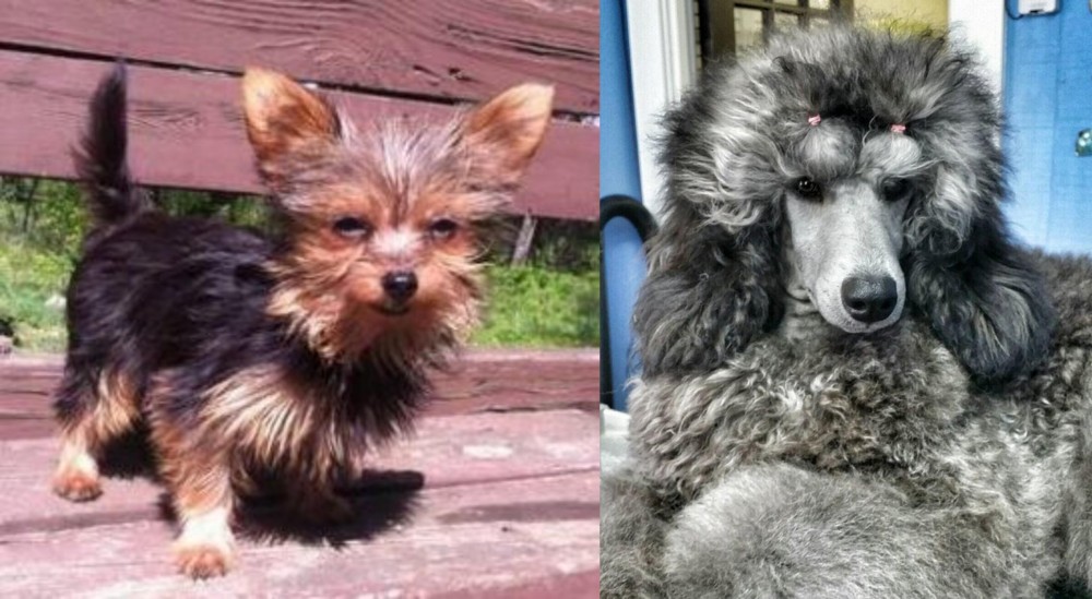 Standard Poodle vs Chorkie - Breed Comparison