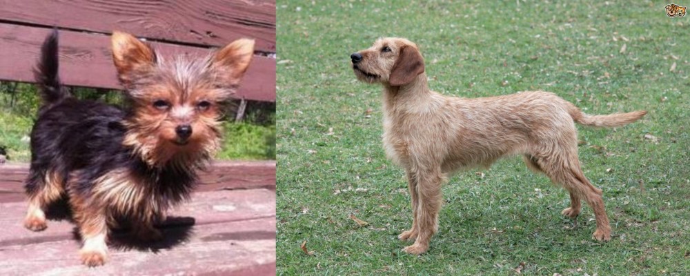 Styrian Coarse Haired Hound vs Chorkie - Breed Comparison
