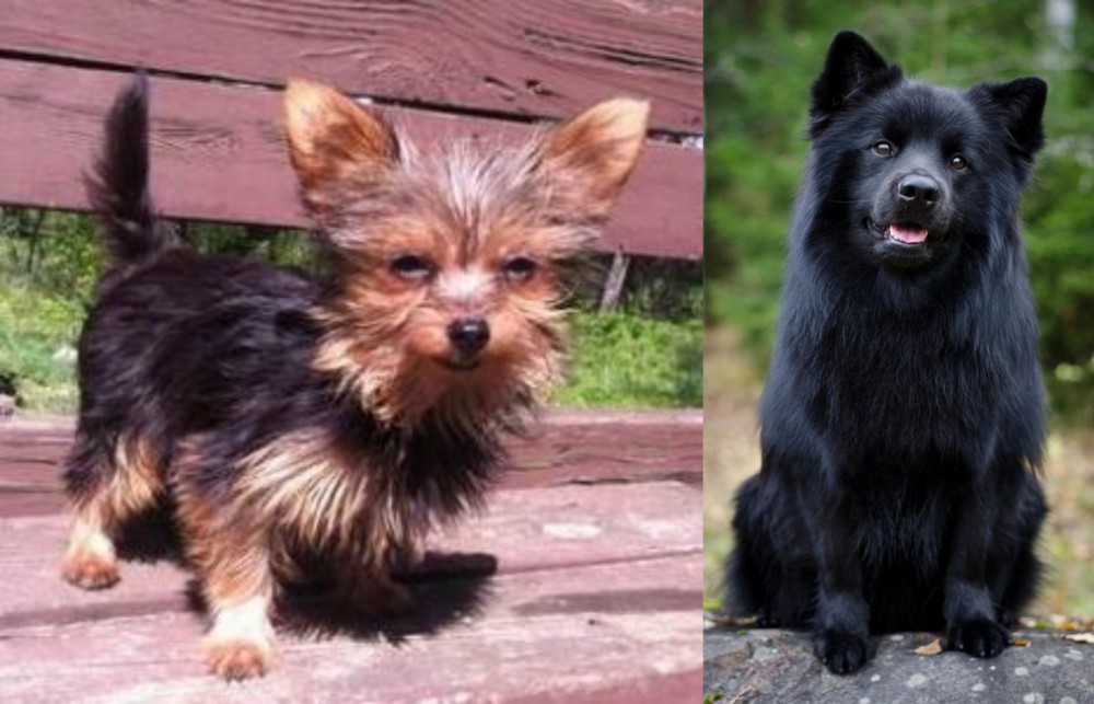 Swedish Lapphund vs Chorkie - Breed Comparison